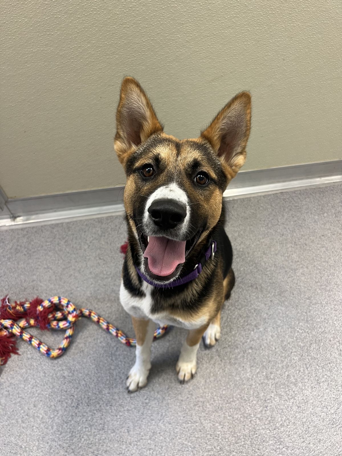 Gallery image: Chicken