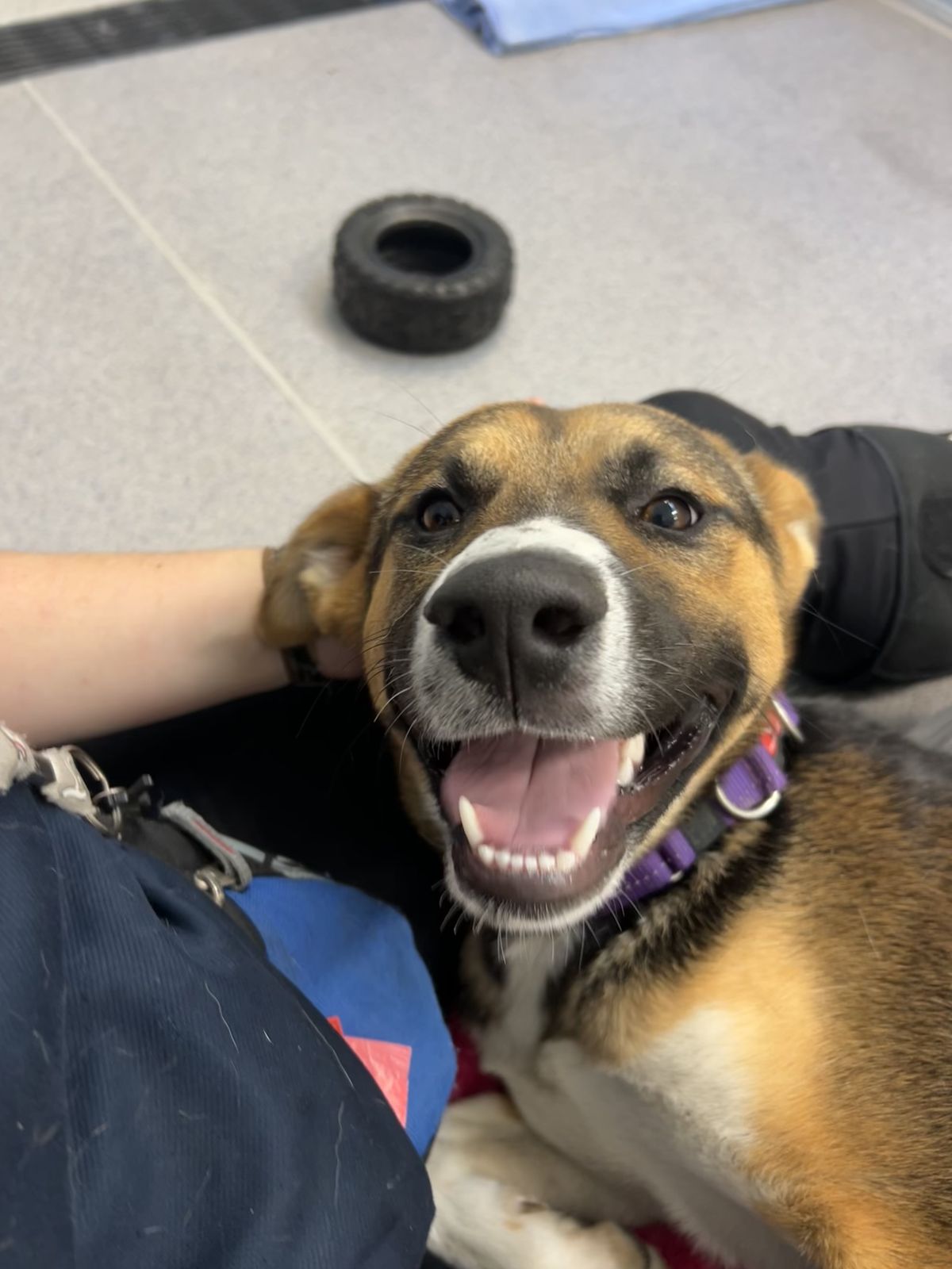 Gallery image: Chicken