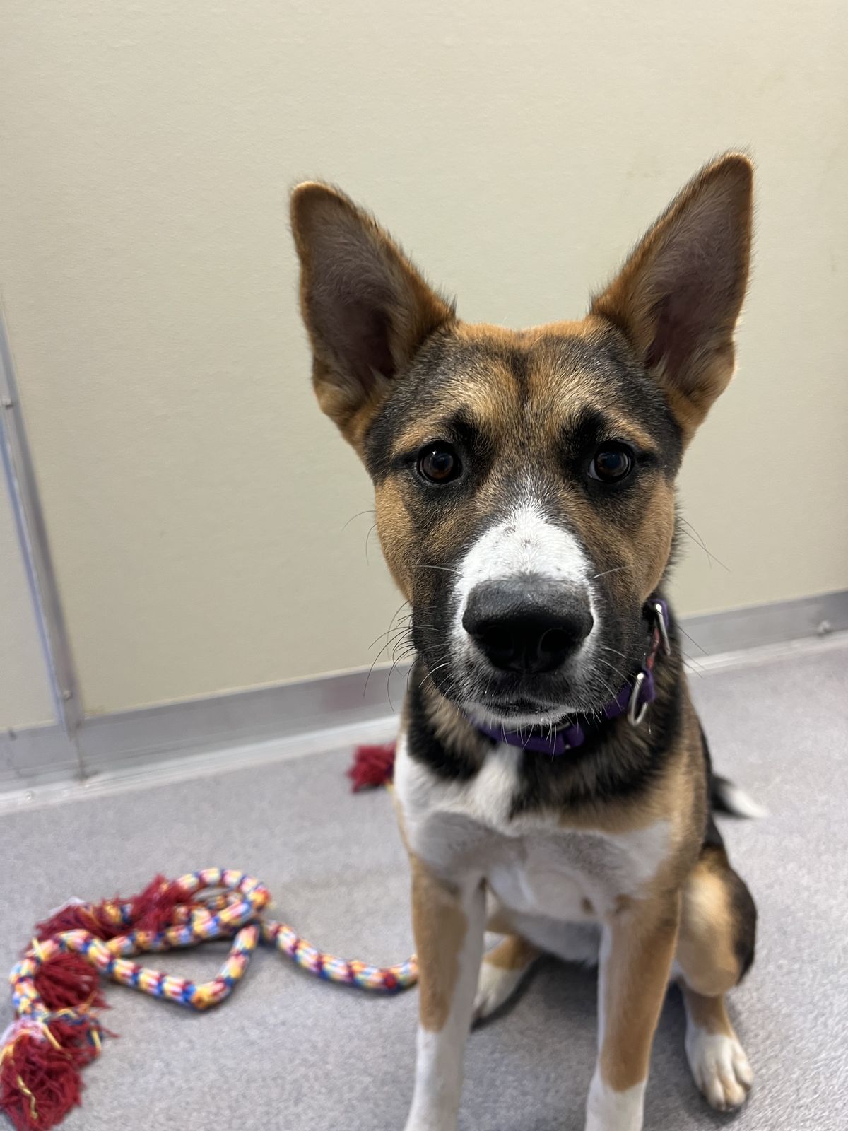 Gallery image: Chicken