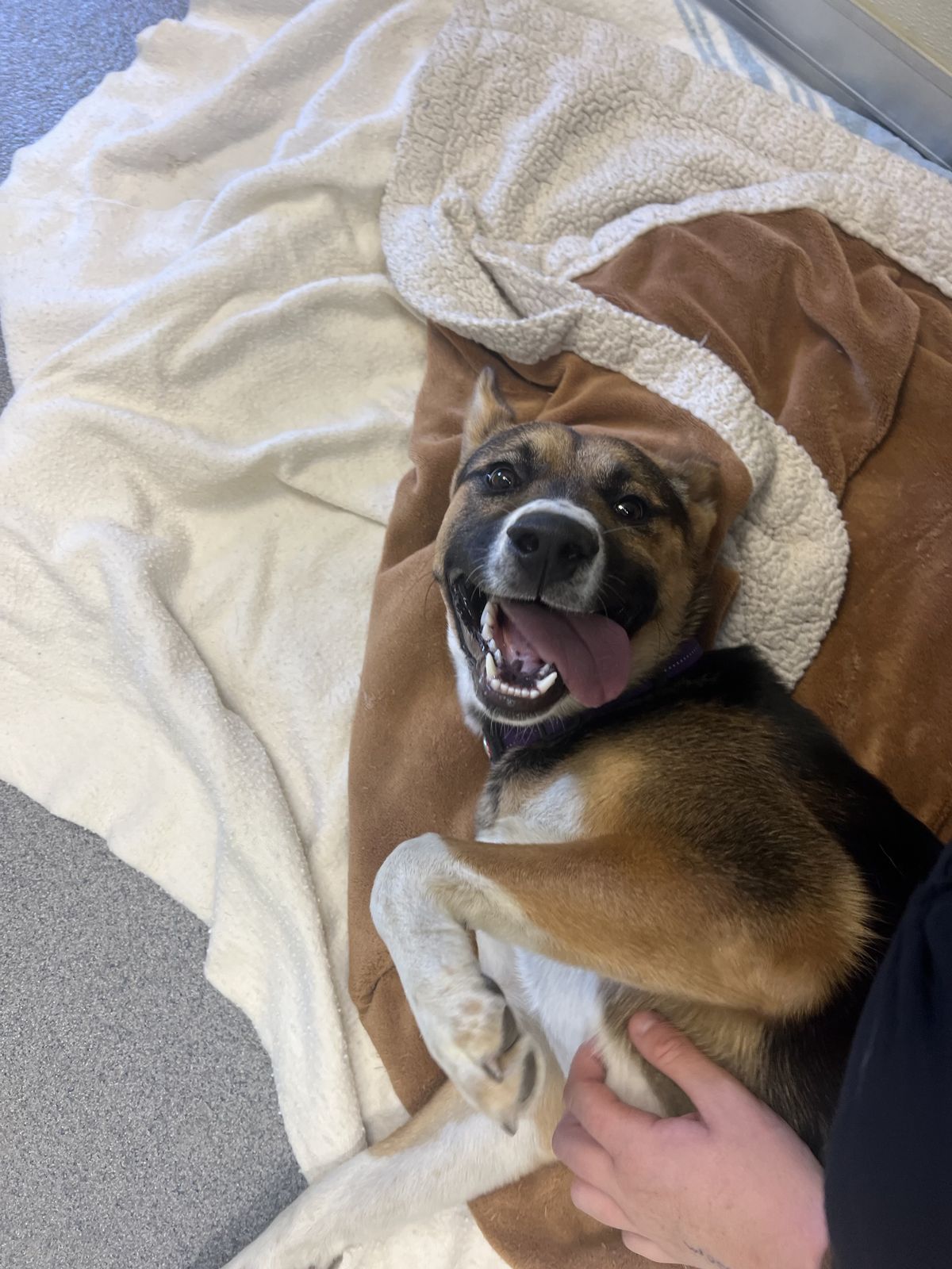 Gallery image: Chicken