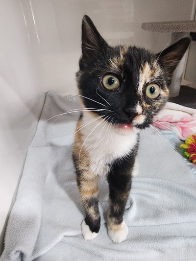 Thumbelina (lena)  - Domestic Short Hair