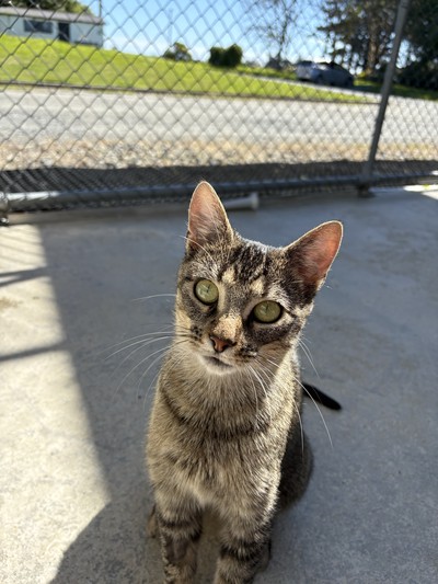 Chipmunk - Domestic Short Hair