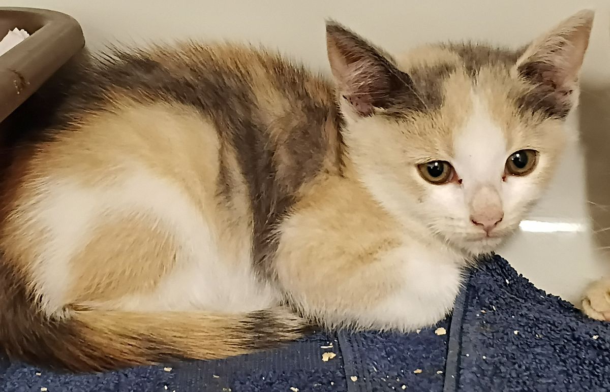 Gallery image: Pretty Girl