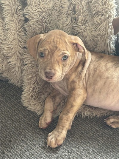 Dora  - Medium Cross Breed