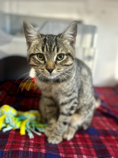 Tammy - Domestic Short Hair