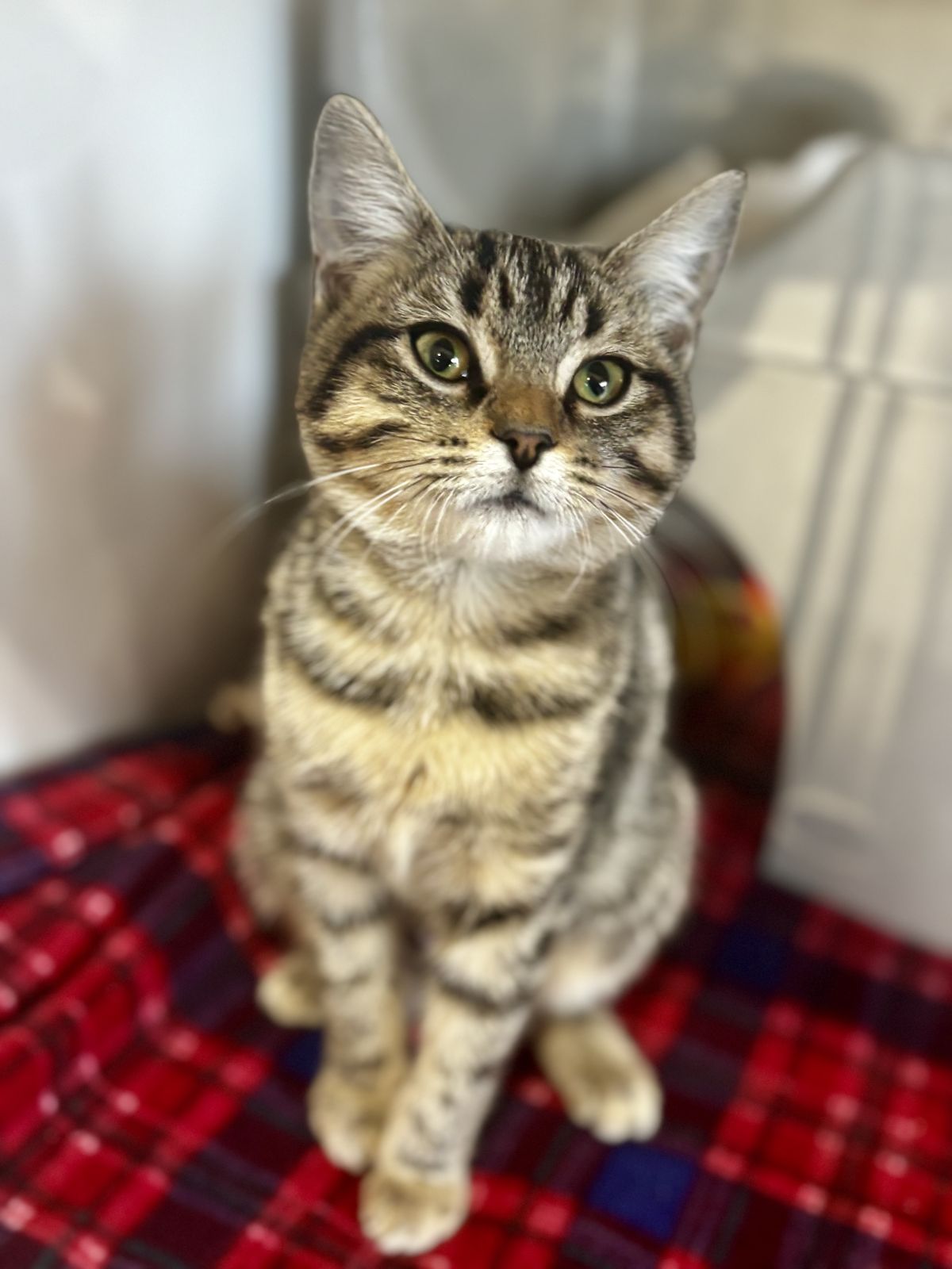 Gallery image: Tammy