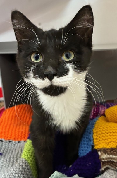 Bacon - Domestic Short Hair