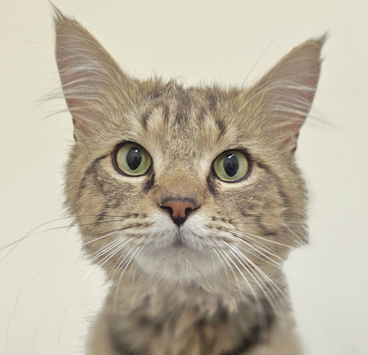 Gallery image: Manny