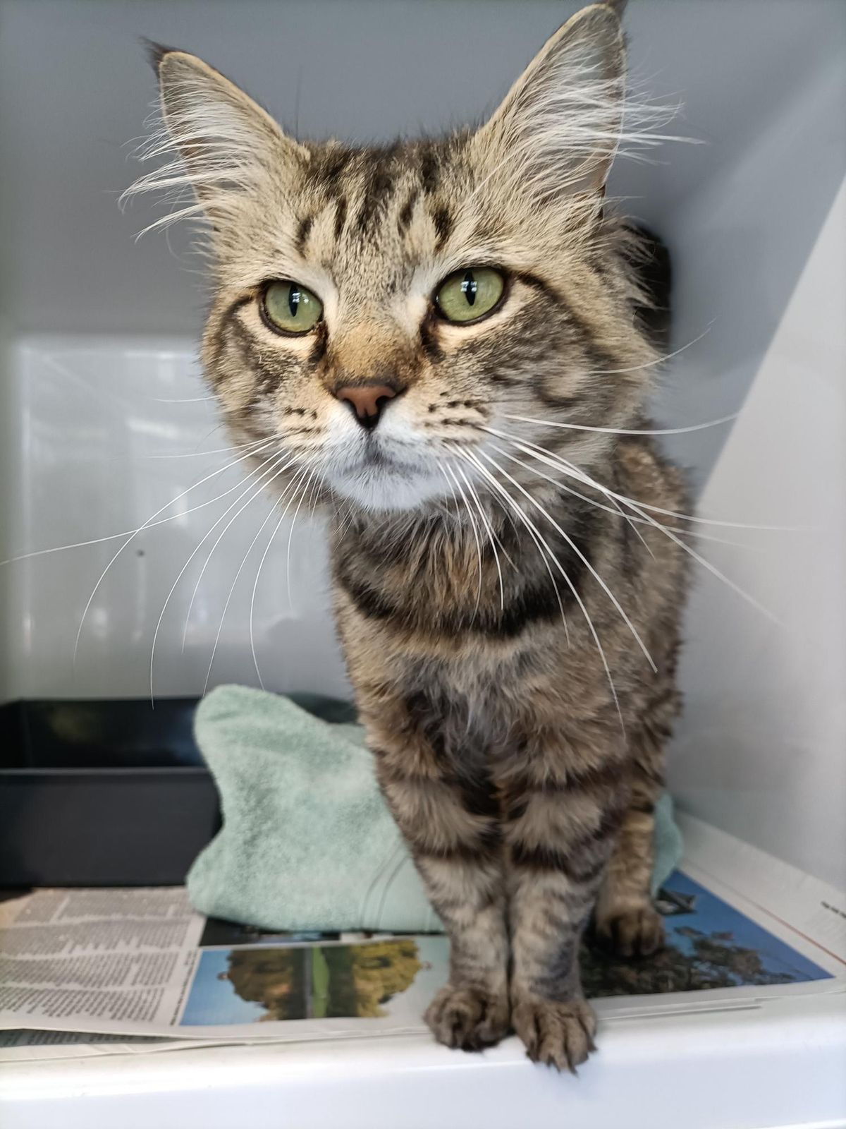 Gallery image: Manny