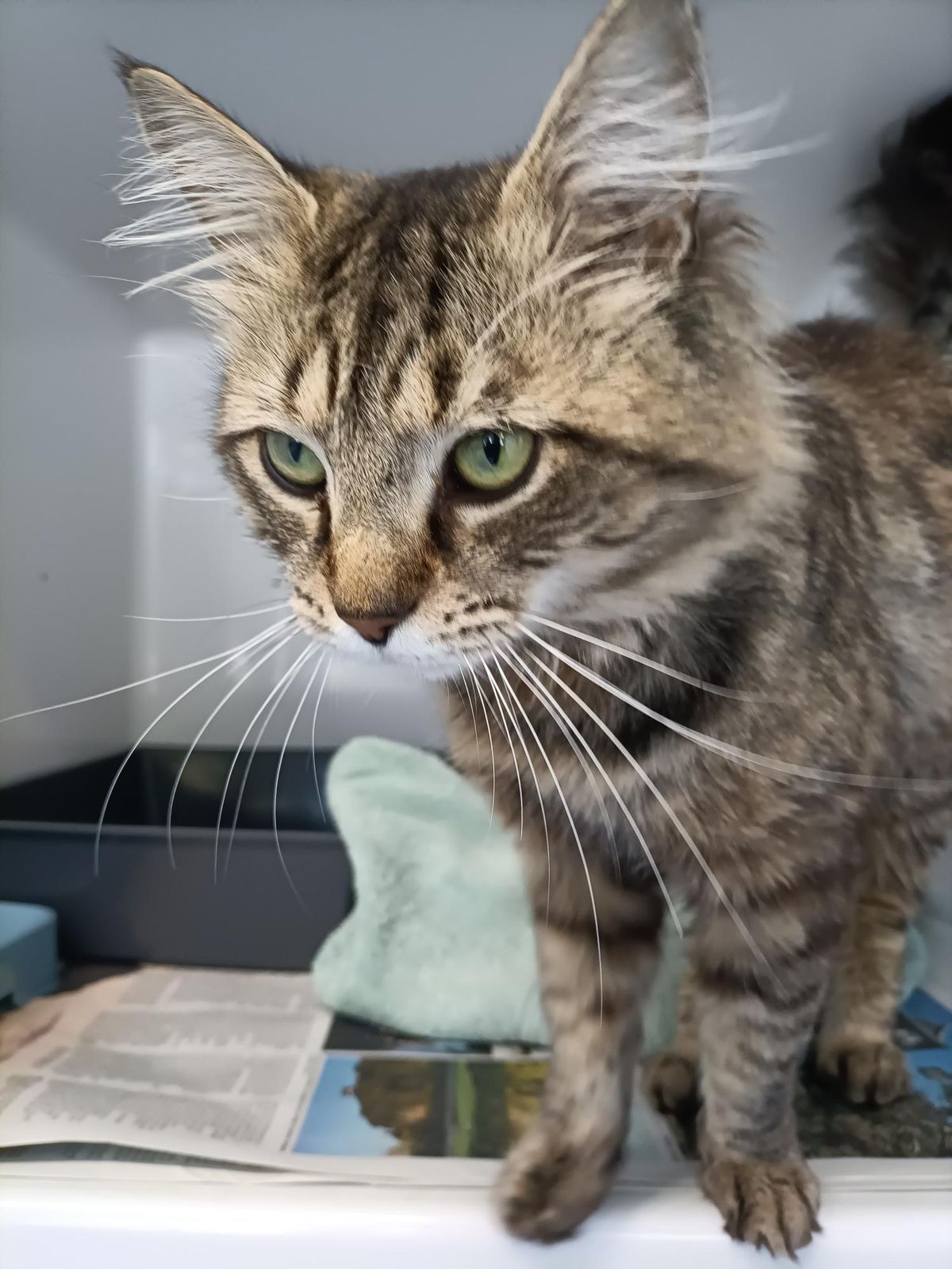 Gallery image: Manny