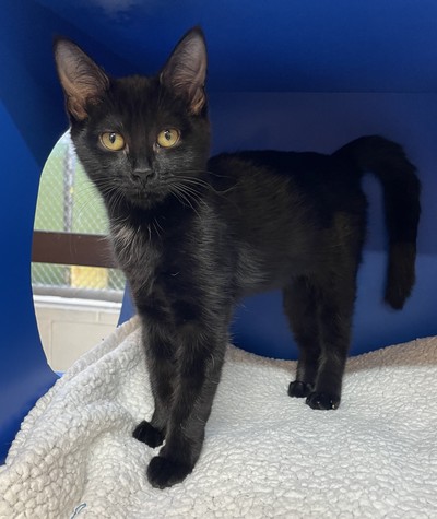 Pocket - Domestic Short Hair