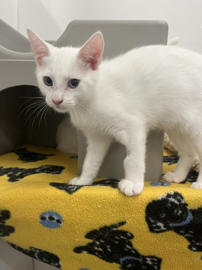 Bowie - Domestic Short Hair