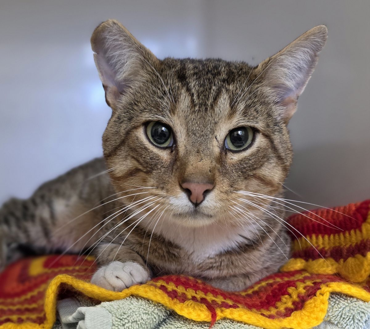 Gallery image: Toebee