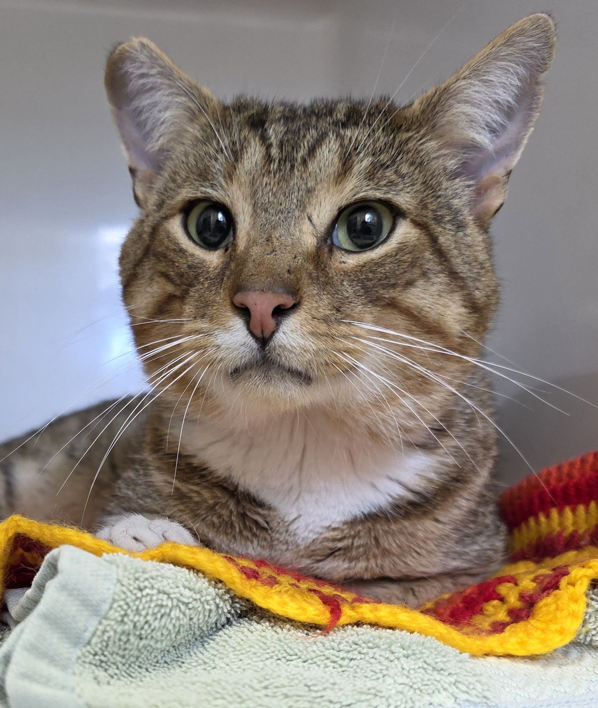 Gallery image: Toebee