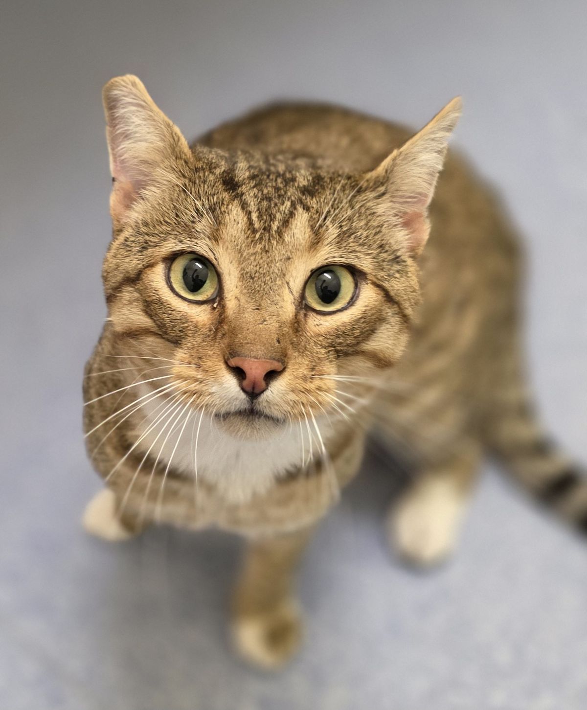 Gallery image: Toebee