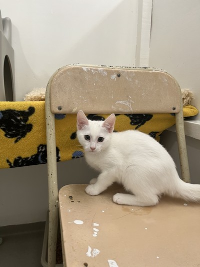 Cain - Domestic Short Hair