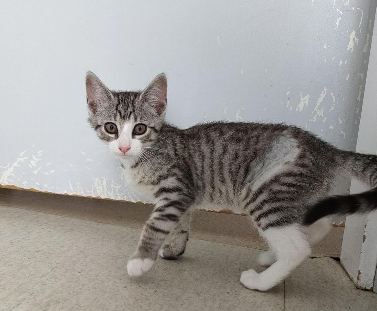 Gallery image: Socks