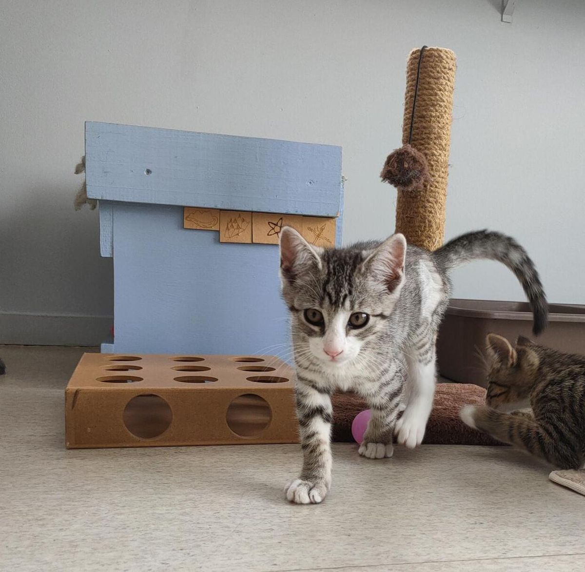 Gallery image: Socks