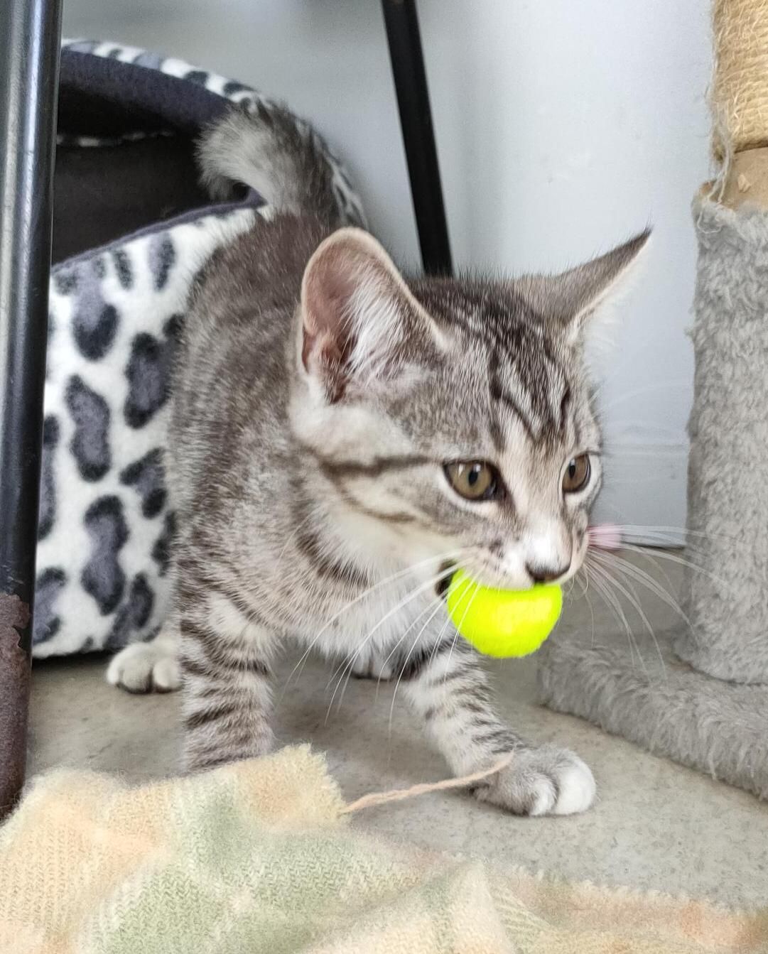 Gallery image: Charlie