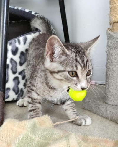 Charlie - Domestic Short Hair