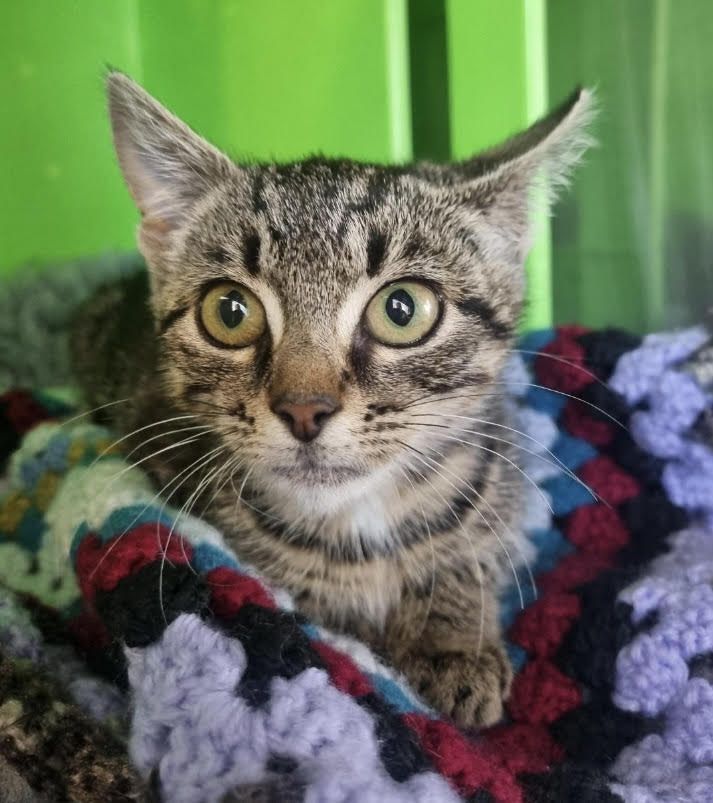 Gallery image: Goggles