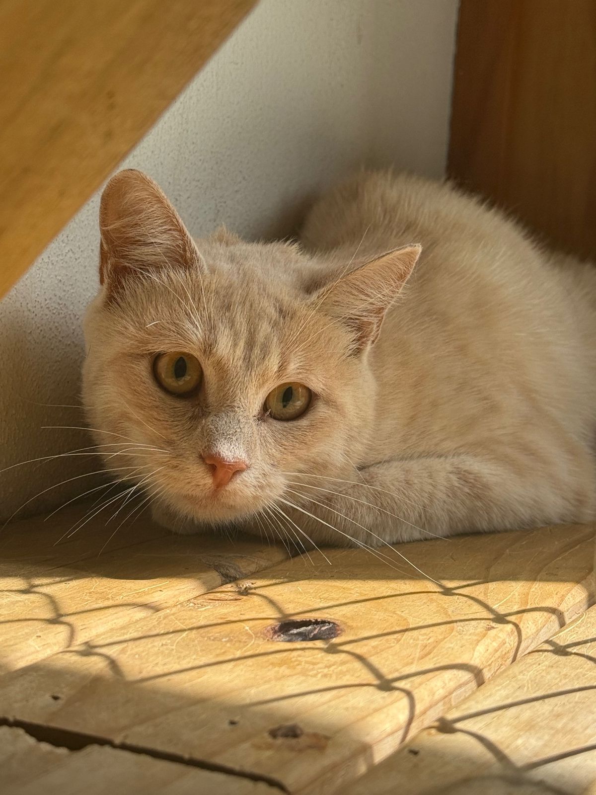 Gallery image: Kismet