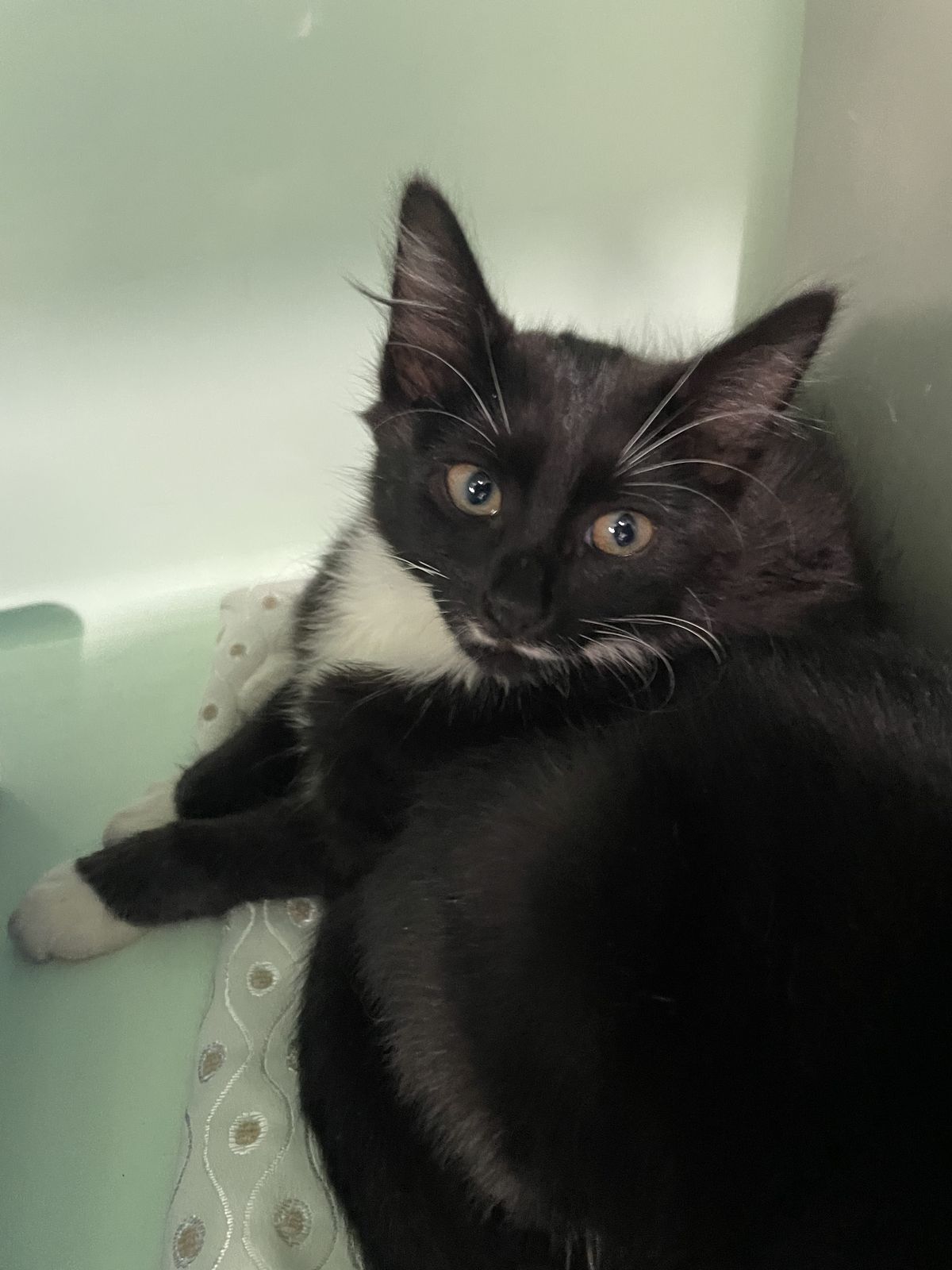 Gallery image: Valentina