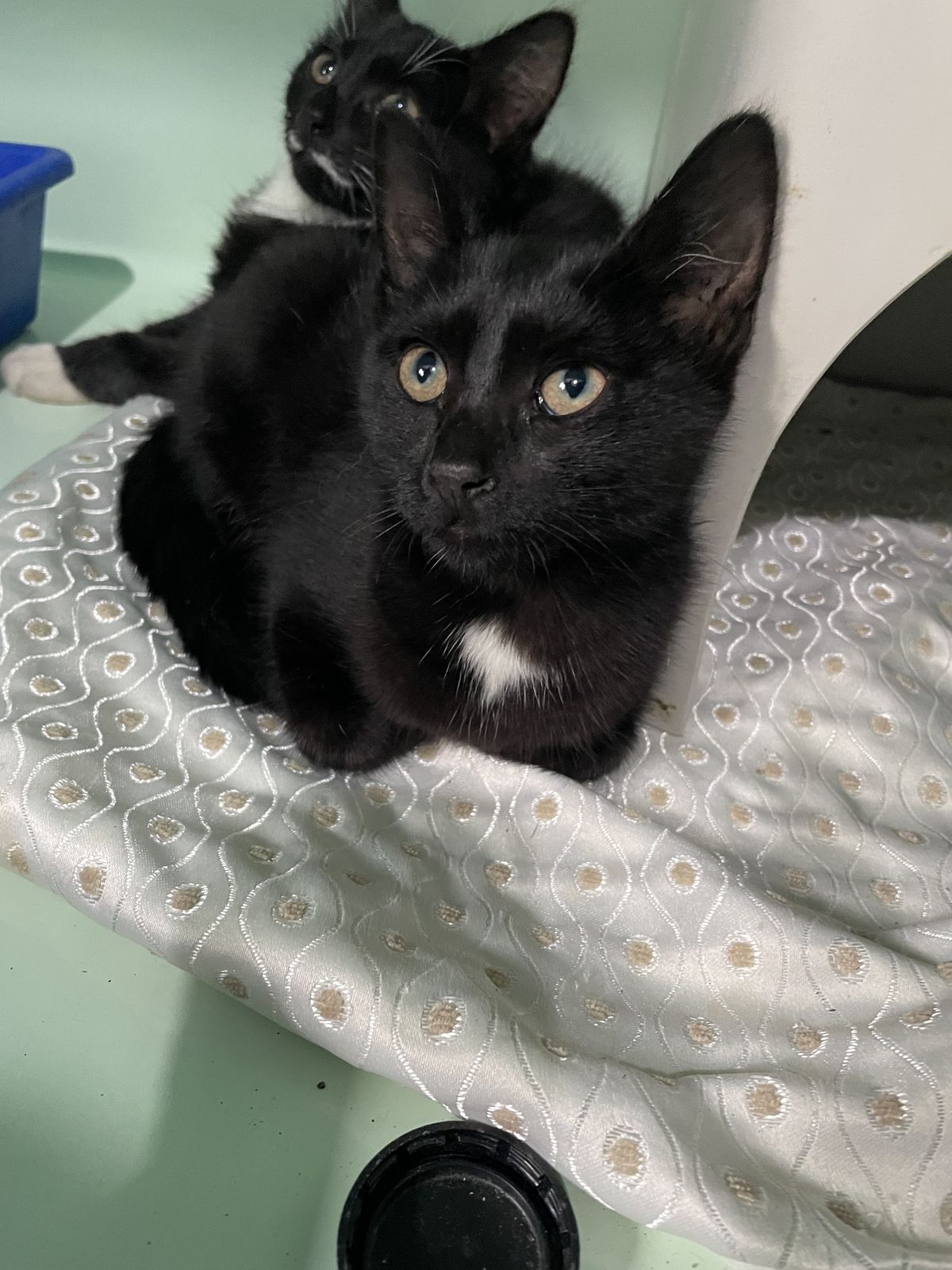 Gallery image: Valerie