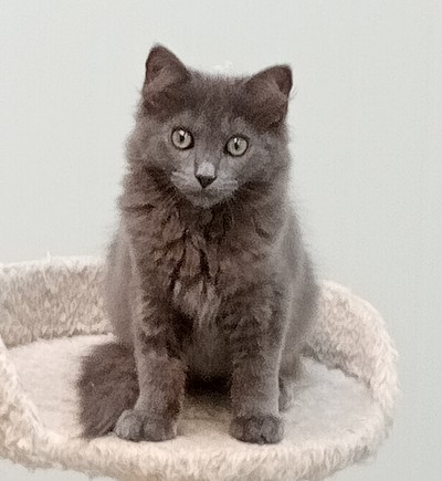 Sunkist - Domestic Medium Hair