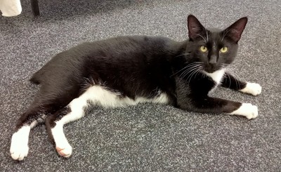 Moon - Domestic Short Hair