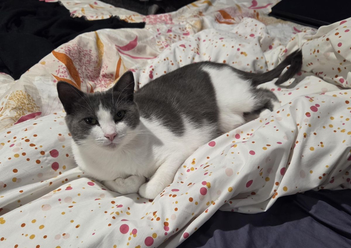 Gallery image: Kirby