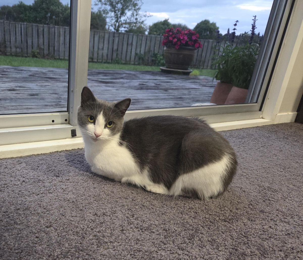 Gallery image: Kirby