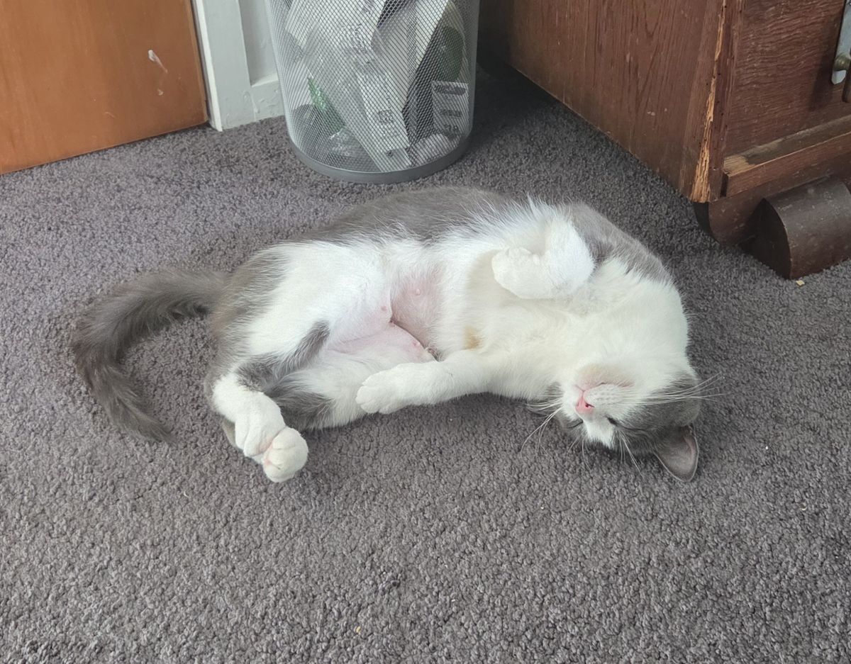 Gallery image: Kirby