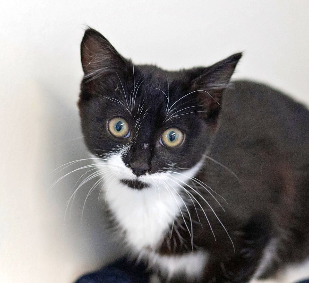 Gallery image: Beanie