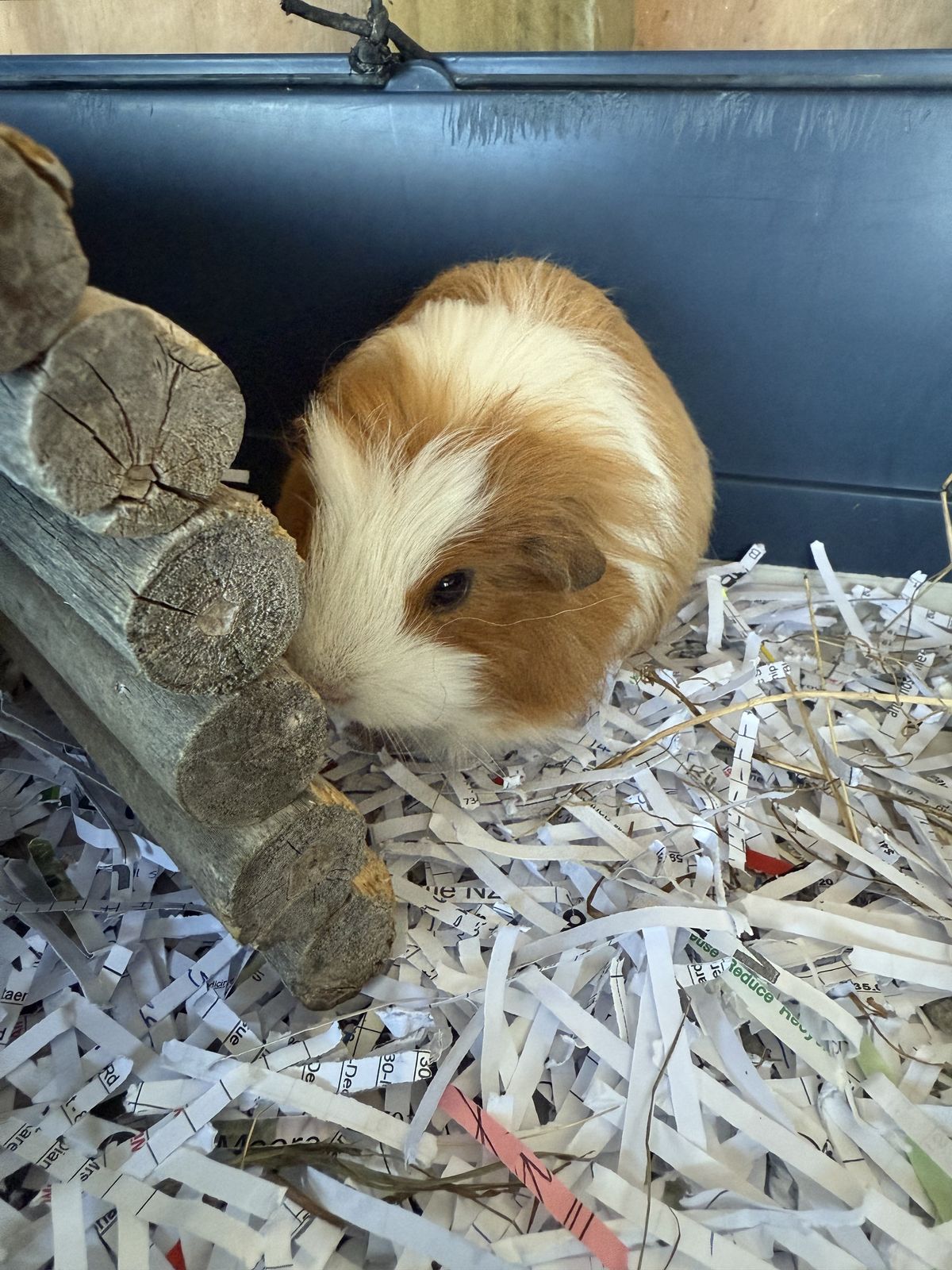 Gallery image: Bugsy 