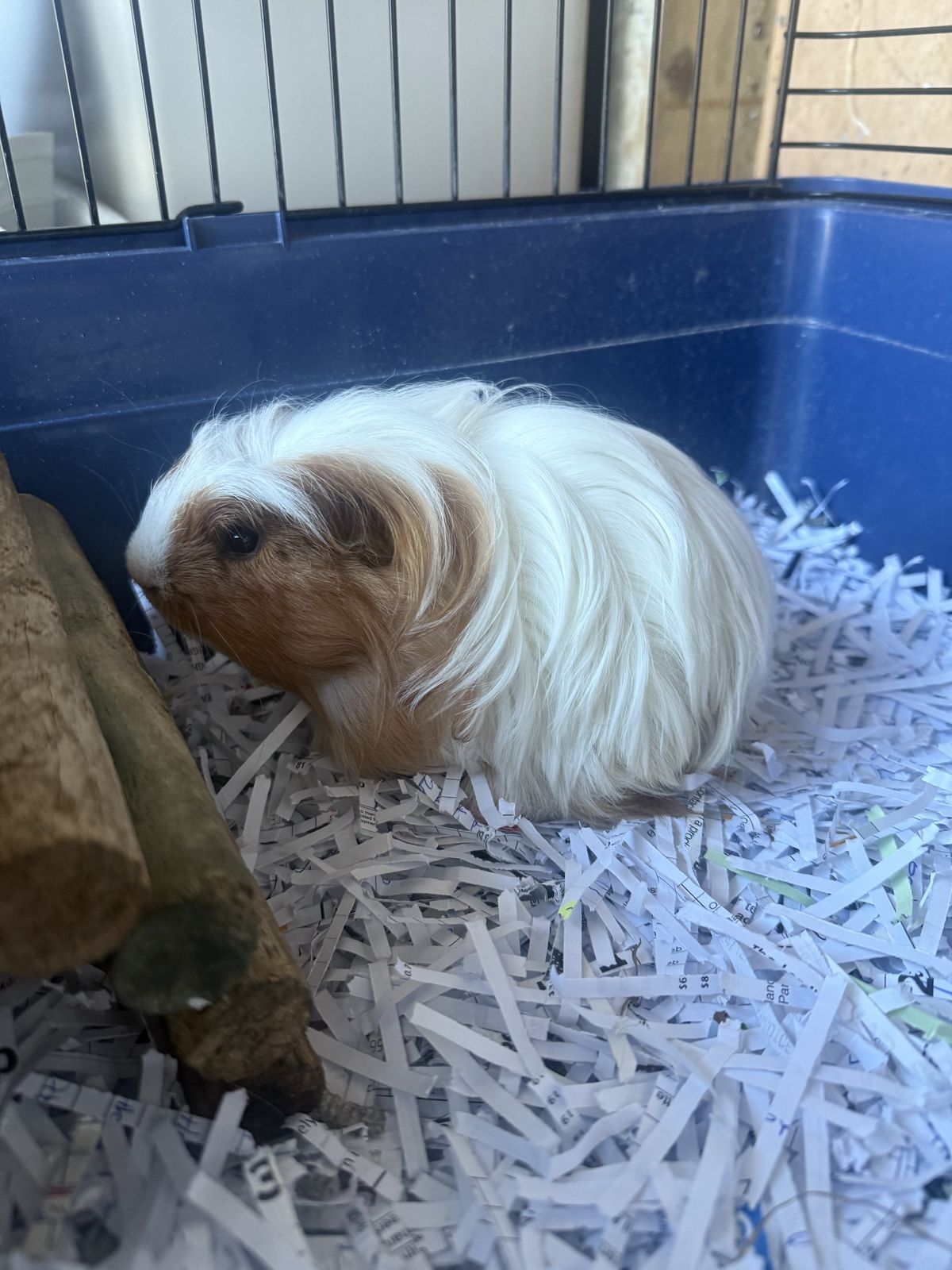 Gallery image: Bugsy 