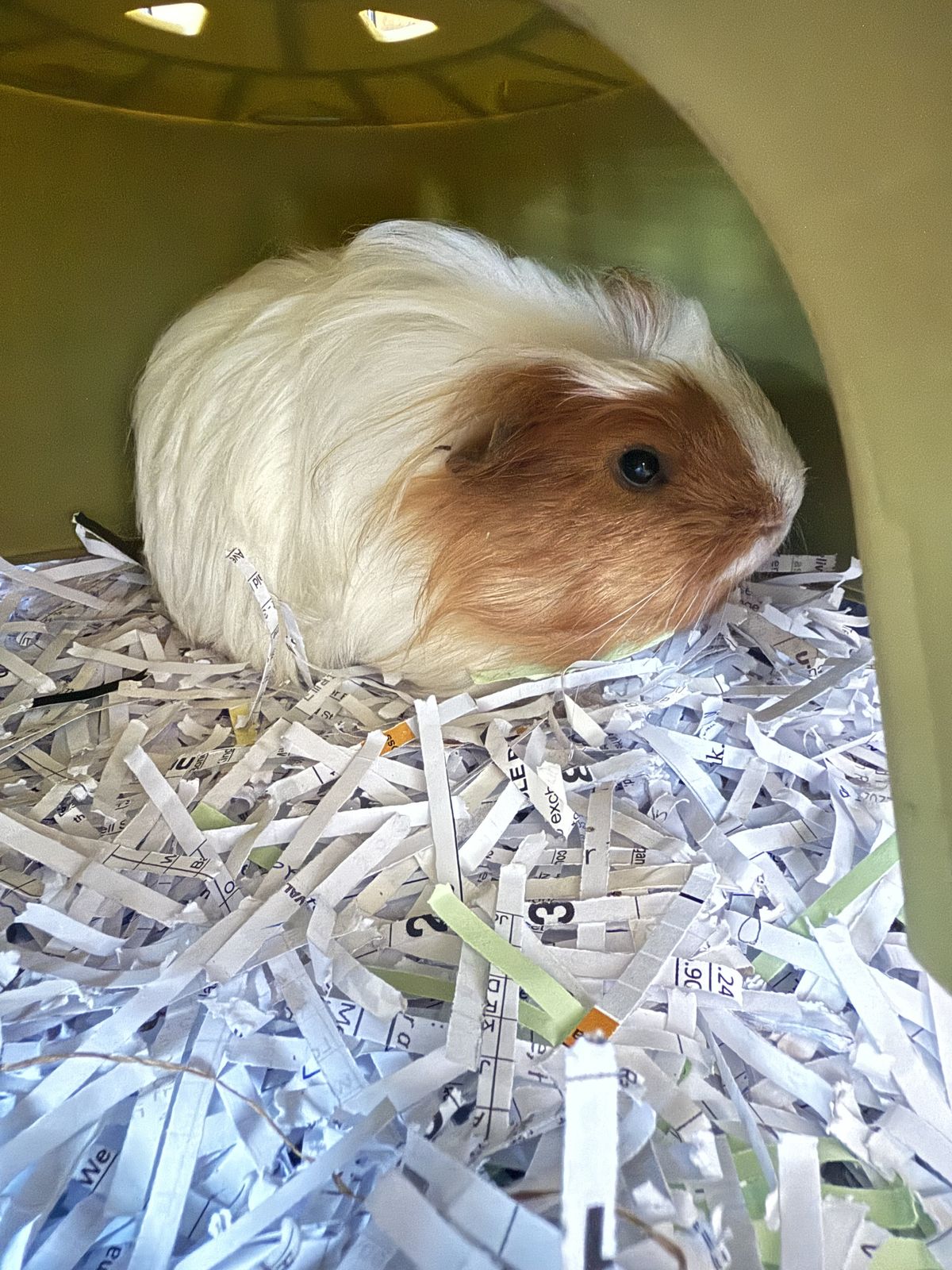 Gallery image: Stuart Little