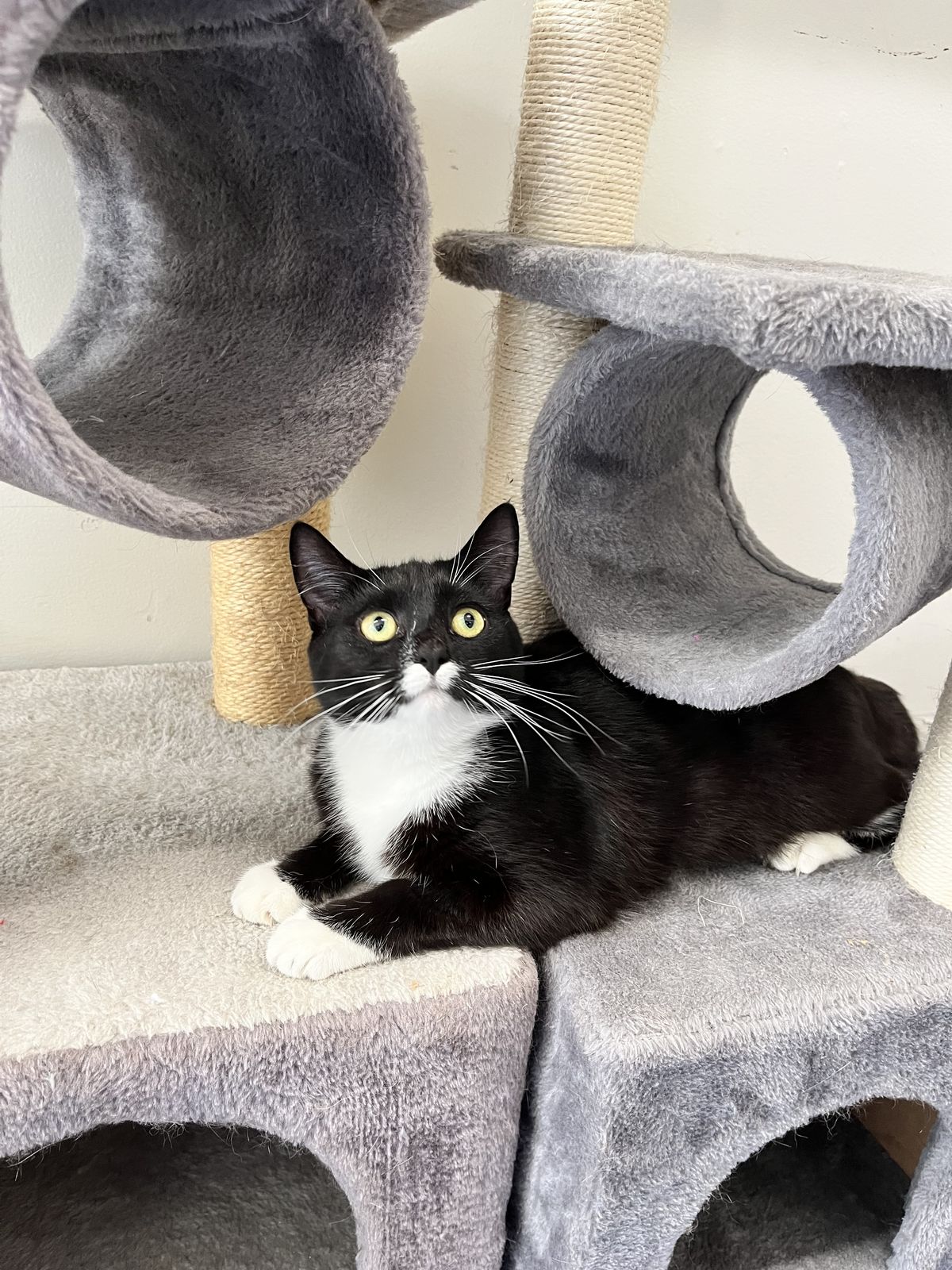 Gallery image: Shiloh