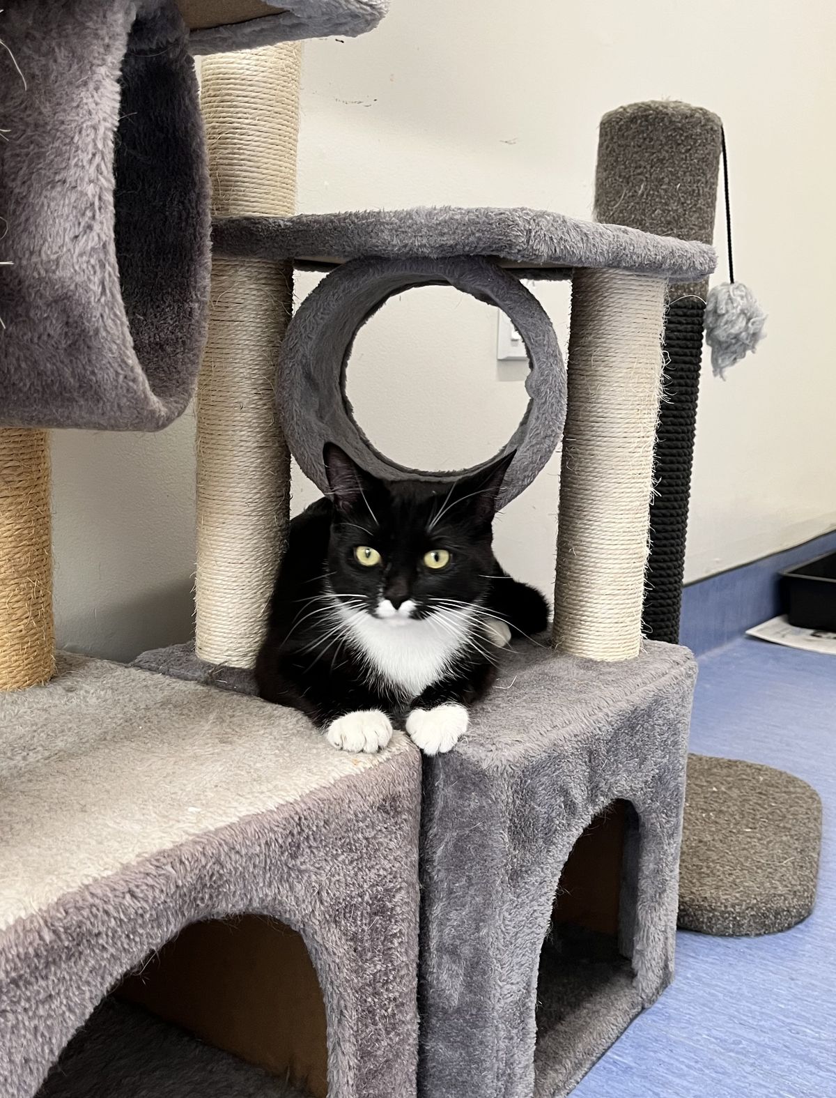 Gallery image: Shiloh