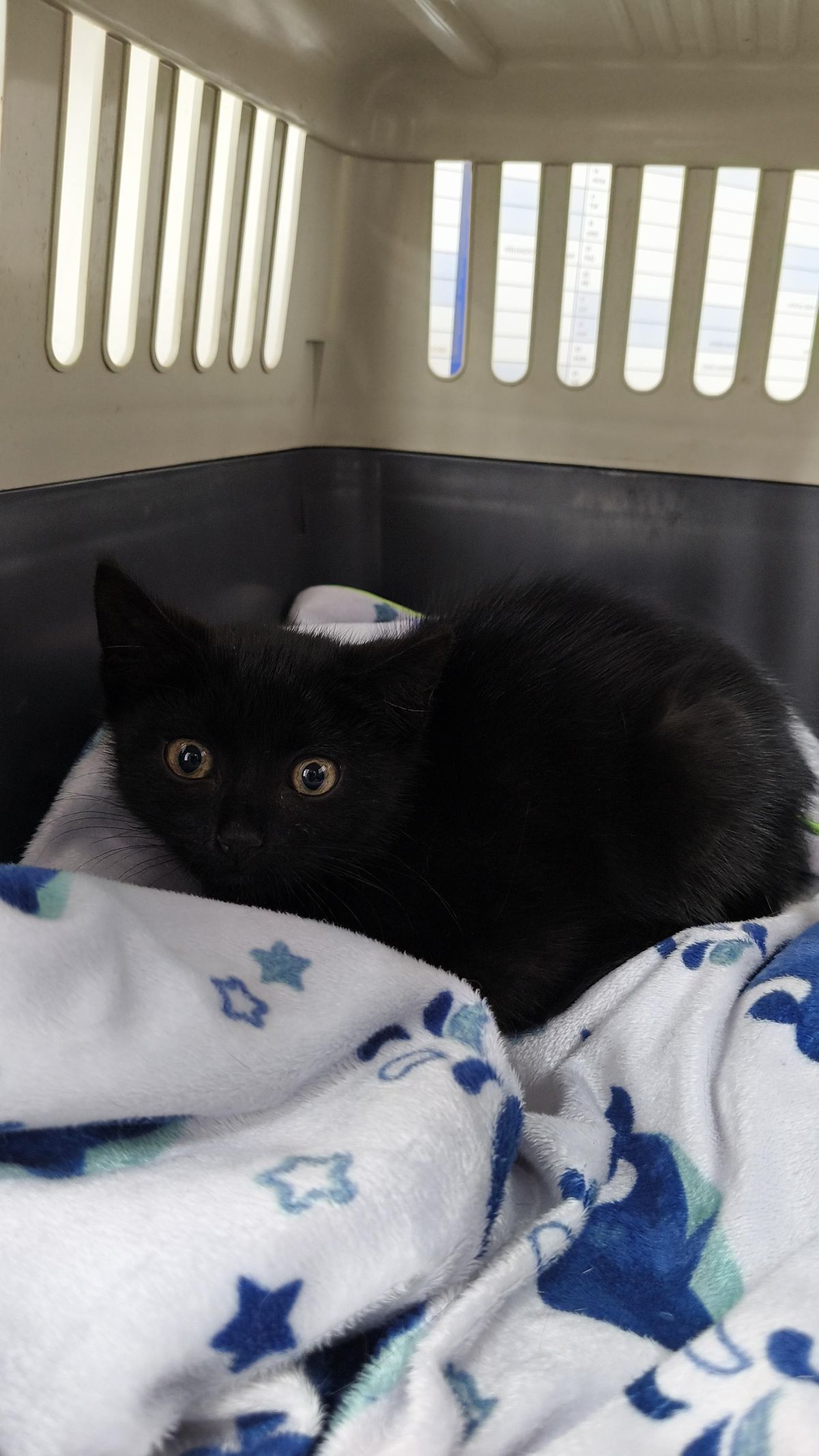 Gallery image: Diamond