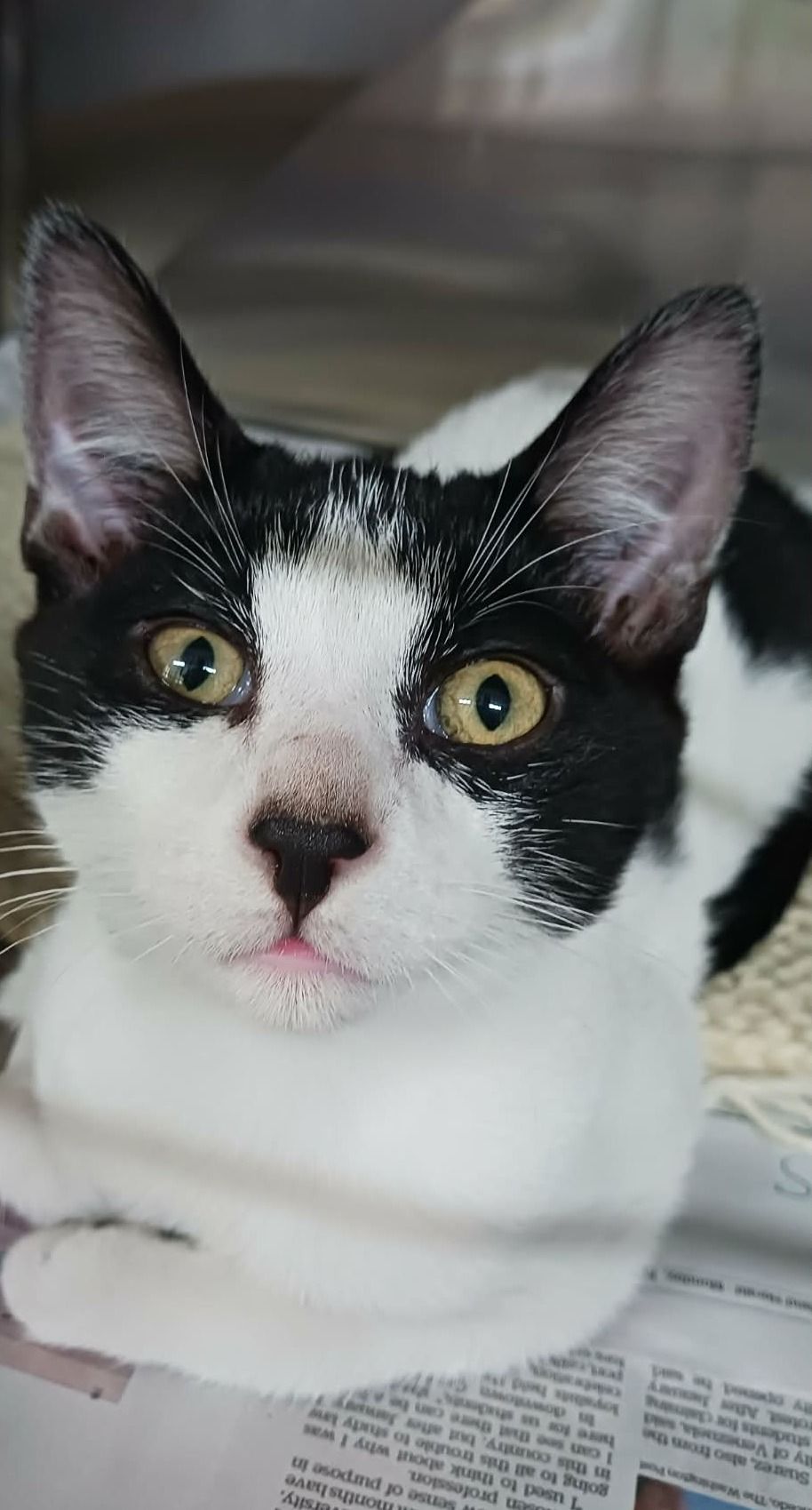 Gallery image: Chubbs