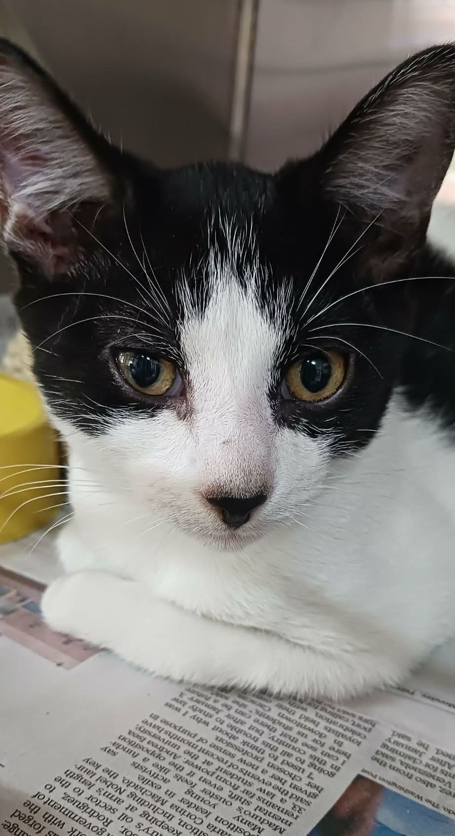 Gallery image: Chubbs