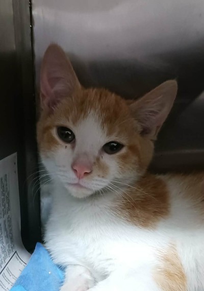 Zenny - Domestic Short Hair