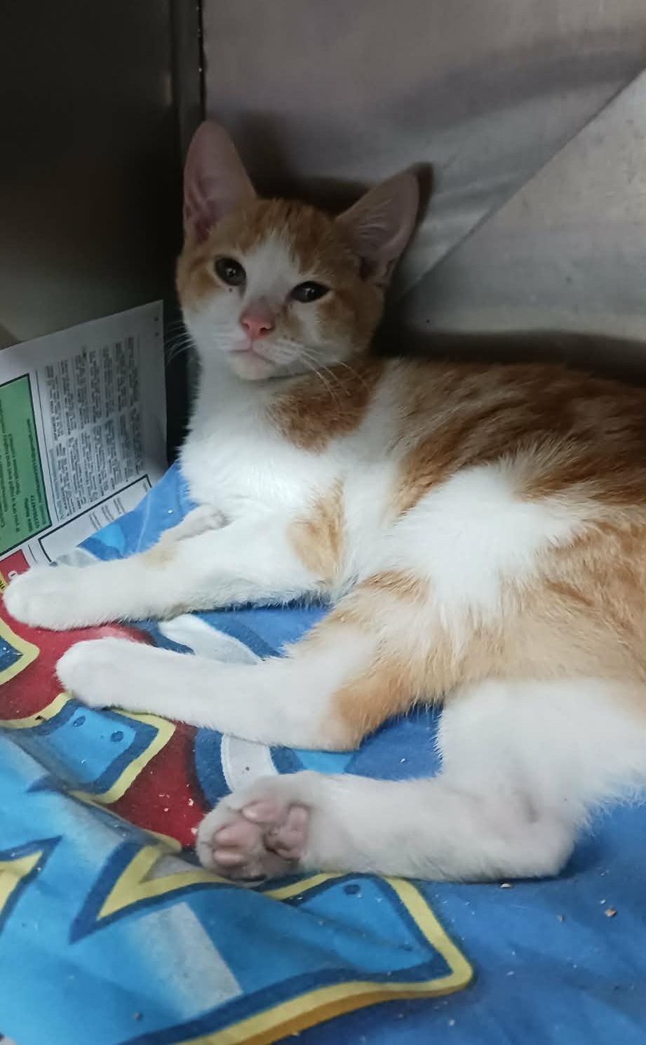 Gallery image: Zenny