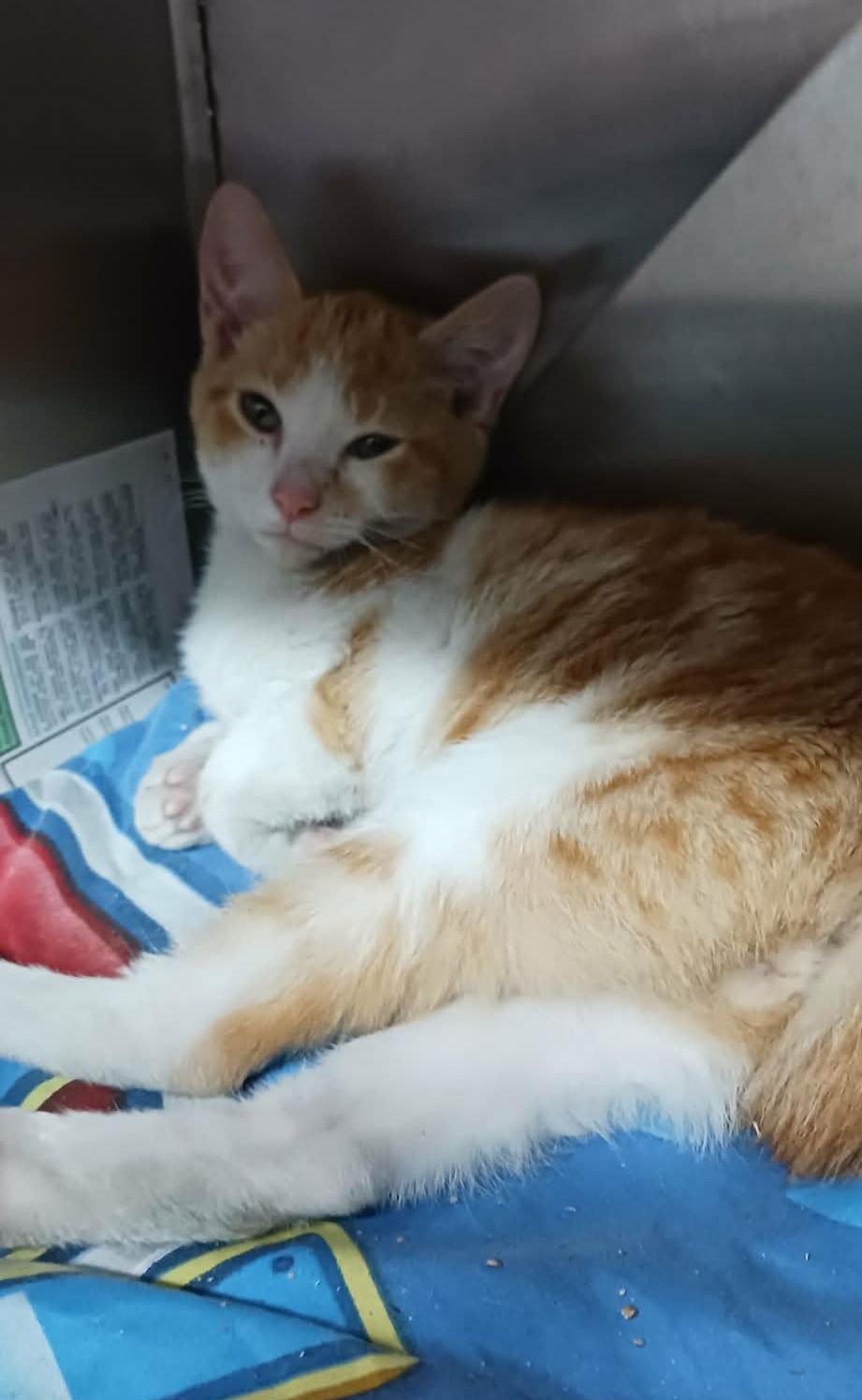 Gallery image: Zenny