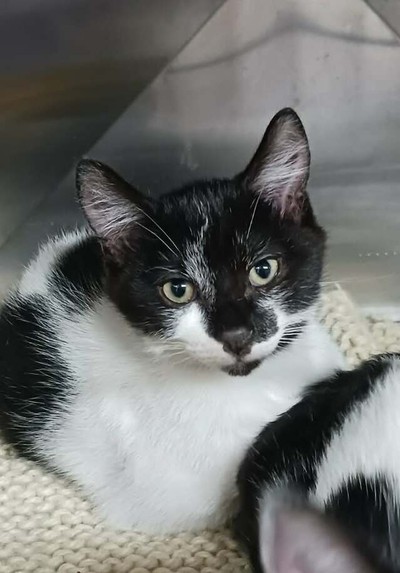 Johnny - Domestic Short Hair