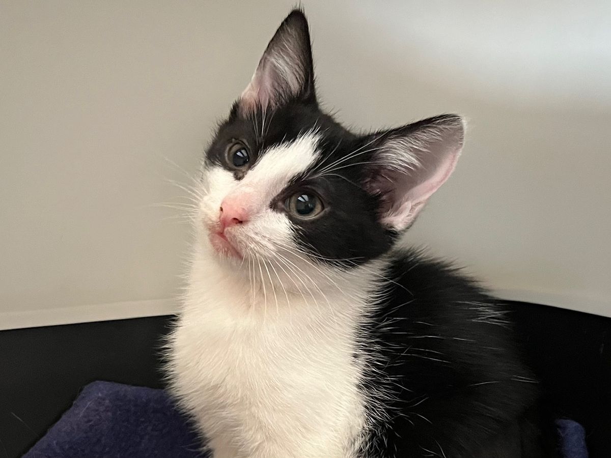 Gallery image: Humbug