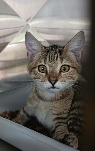 Nutmeg - Domestic Short Hair