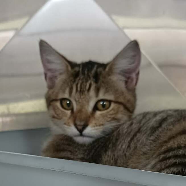 Gallery image: Nutmeg