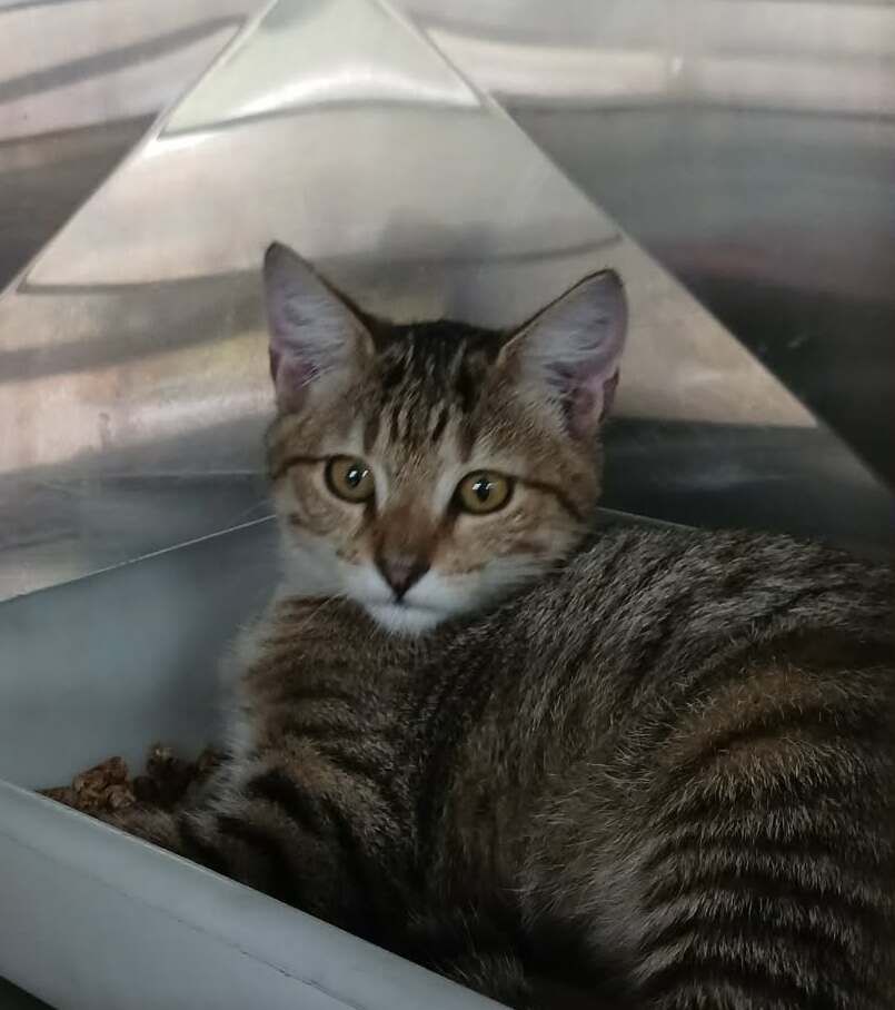 Gallery image: Nutmeg